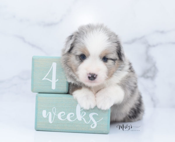 Mini / Toy Australian Shepherd Puppy Fletch