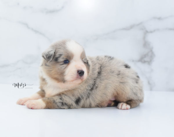 Mini / Toy Australian Shepherd Puppy Growler