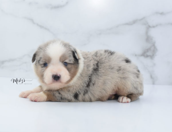 Mini / Toy Australian Shepherd Puppy Growler