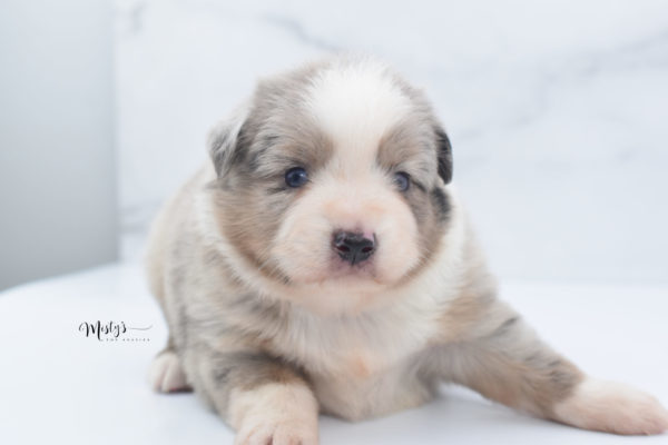 Mini / Toy Australian Shepherd Puppy Growler