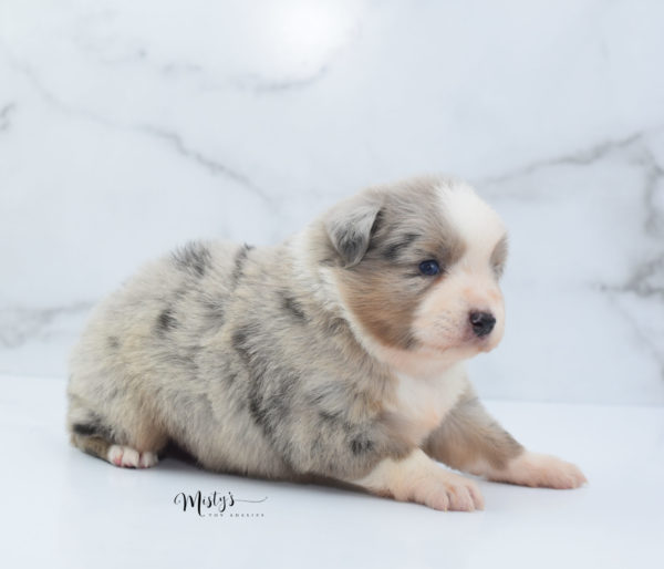 Mini / Toy Australian Shepherd Puppy Growler