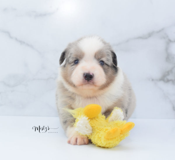 Mini / Toy Australian Shepherd Puppy Growler