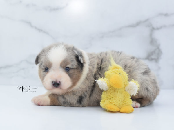 Mini / Toy Australian Shepherd Puppy Growler