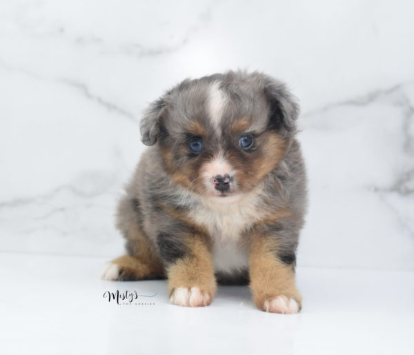 Mini / Toy Australian Shepherd Puppy Guinness