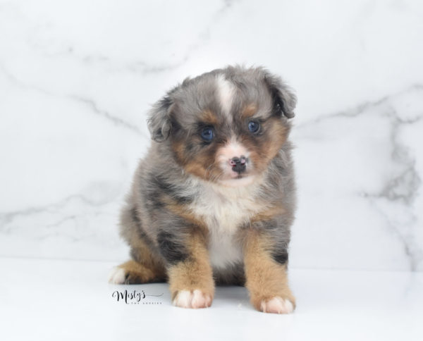 Mini / Toy Australian Shepherd Puppy Guinness