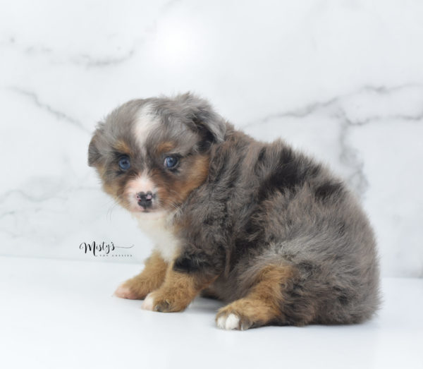 Mini / Toy Australian Shepherd Puppy Guinness