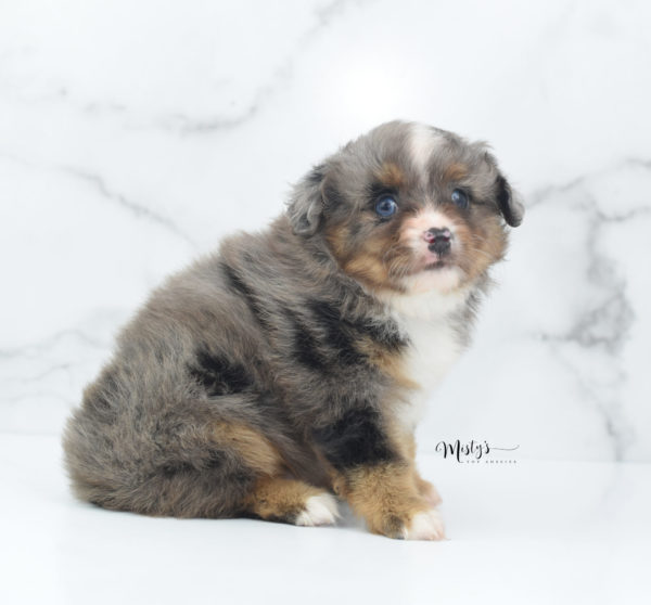 Mini / Toy Australian Shepherd Puppy Guinness