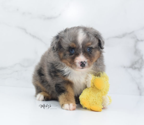 Mini / Toy Australian Shepherd Puppy Guinness