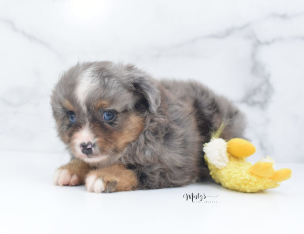 Mini / Toy Australian Shepherd Puppy Guinness