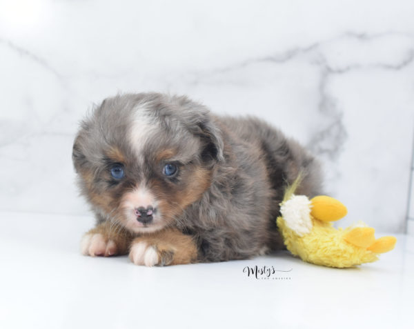 Mini / Toy Australian Shepherd Puppy Guinness