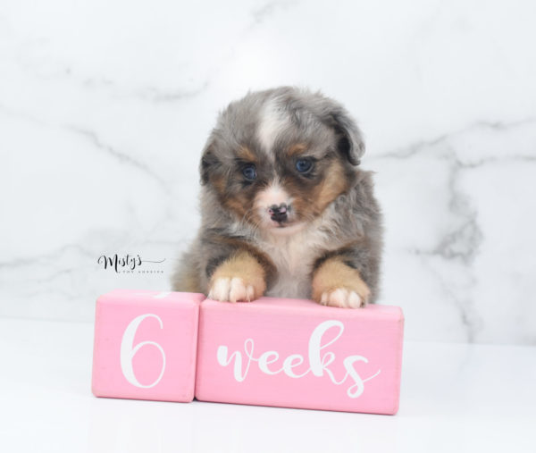 Mini / Toy Australian Shepherd Puppy Guinness