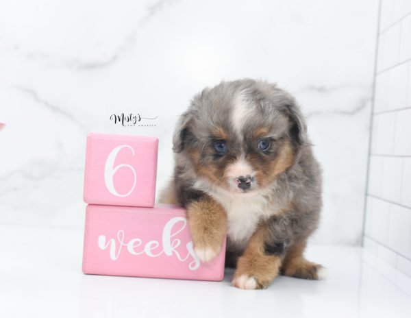 Mini / Toy Australian Shepherd Puppy Guinness