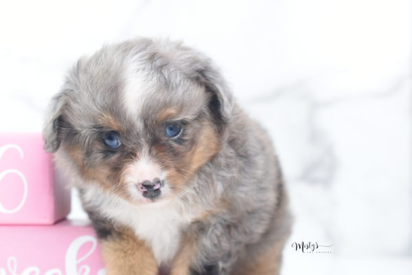 Mini / Toy Australian Shepherd Puppy Guinness