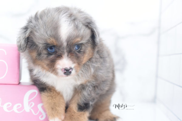 Mini / Toy Australian Shepherd Puppy Guinness