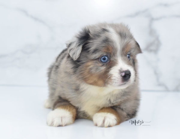 Mini / Toy Australian Shepherd Puppy Homie