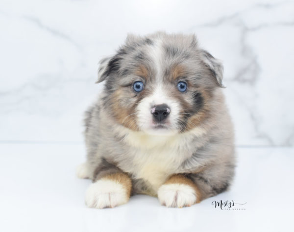 Mini / Toy Australian Shepherd Puppy Homie