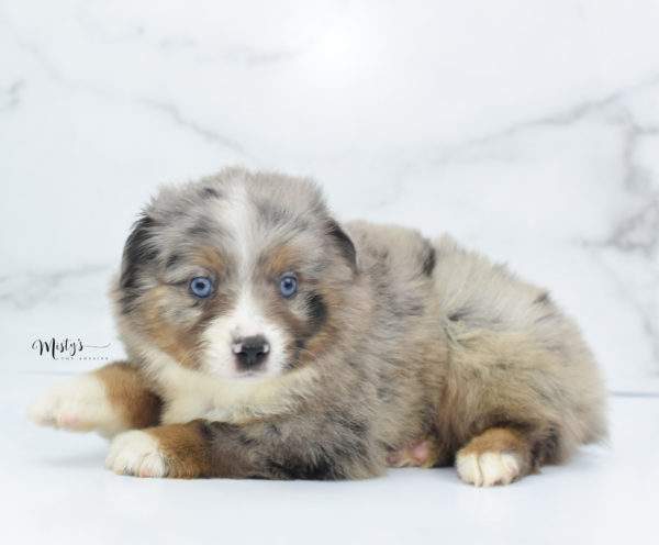 Mini / Toy Australian Shepherd Puppy Homie