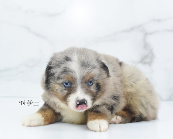 Mini / Toy Australian Shepherd Puppy Homie