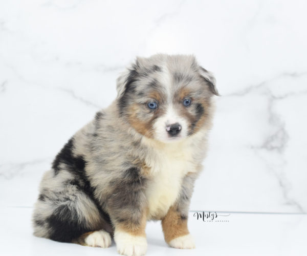 Mini / Toy Australian Shepherd Puppy Homie