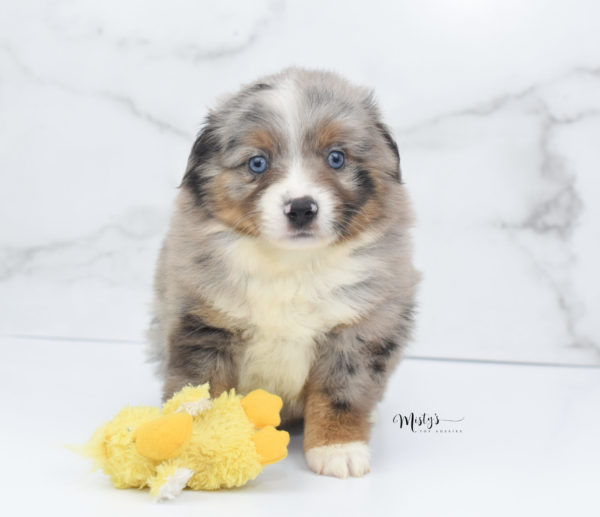 Mini / Toy Australian Shepherd Puppy Homie