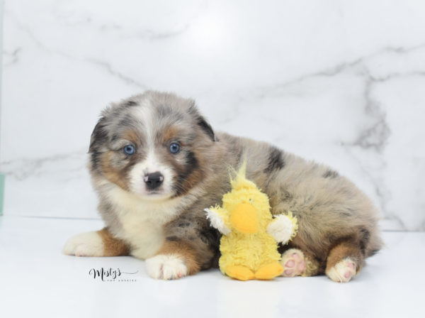 Mini / Toy Australian Shepherd Puppy Homie