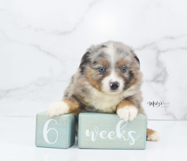 Mini / Toy Australian Shepherd Puppy Homie