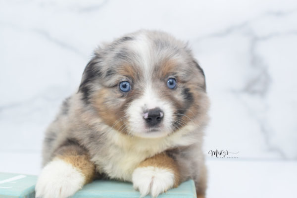 Mini / Toy Australian Shepherd Puppy Homie