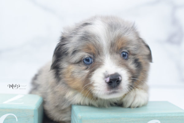 Mini / Toy Australian Shepherd Puppy Homie