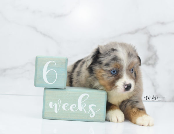 Mini / Toy Australian Shepherd Puppy Homie