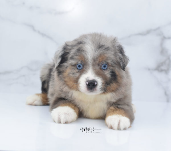 Mini / Toy Australian Shepherd Puppy Homie