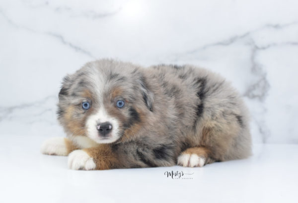 Mini / Toy Australian Shepherd Puppy Homie