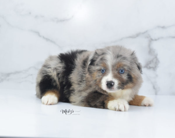 Mini / Toy Australian Shepherd Puppy Homie