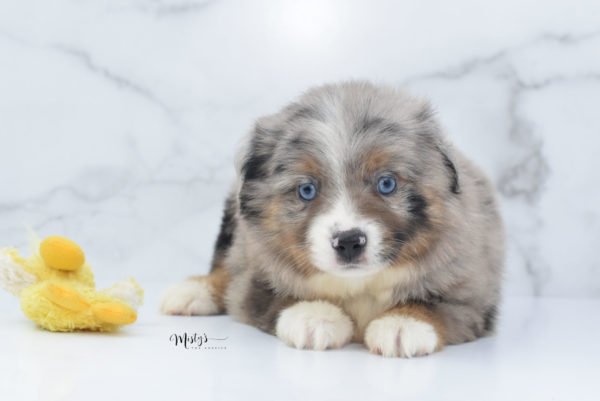 Mini / Toy Australian Shepherd Puppy Homie