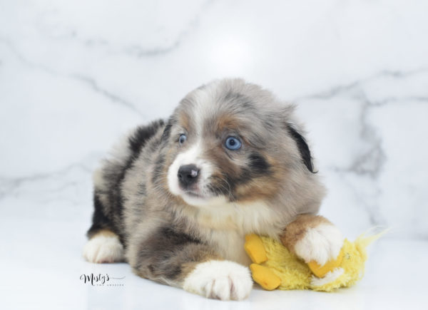 Mini / Toy Australian Shepherd Puppy Homie