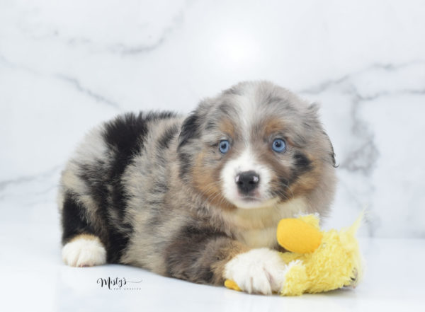 Mini / Toy Australian Shepherd Puppy Homie