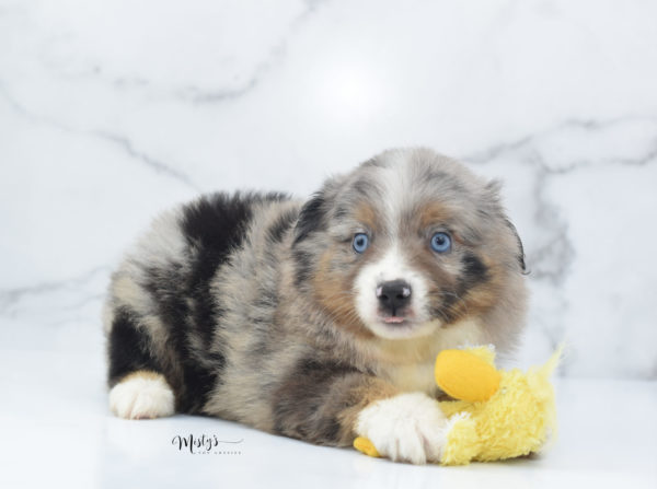 Mini / Toy Australian Shepherd Puppy Homie