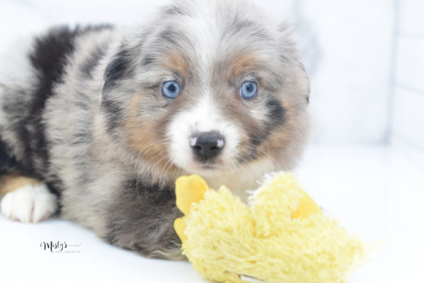 Mini / Toy Australian Shepherd Puppy Homie