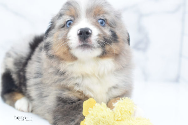 Mini / Toy Australian Shepherd Puppy Homie