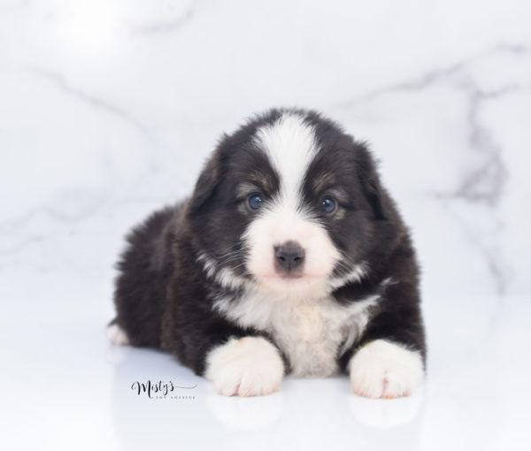 Mini / Toy Australian Shepherd Puppy Nuggie