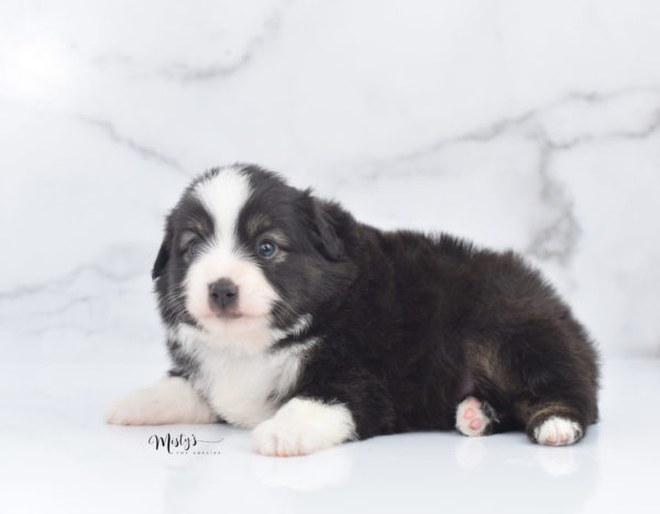 Mini / Toy Australian Shepherd Puppy Nuggie