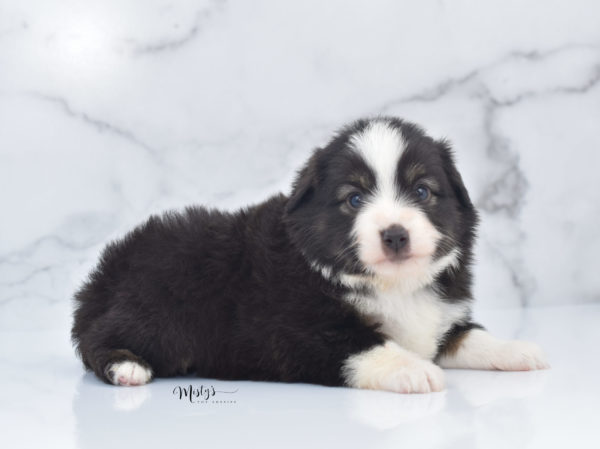 Mini / Toy Australian Shepherd Puppy Nuggie