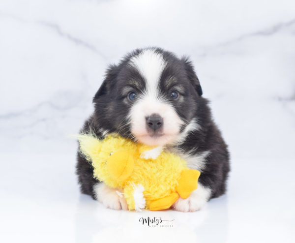 Mini / Toy Australian Shepherd Puppy Nuggie