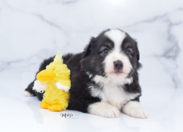 Mini / Toy Australian Shepherd Puppy Nuggie