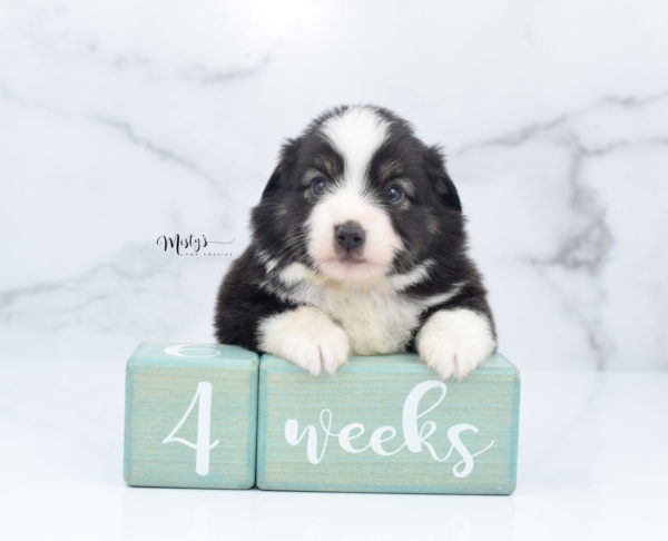 Mini / Toy Australian Shepherd Puppy Nuggie