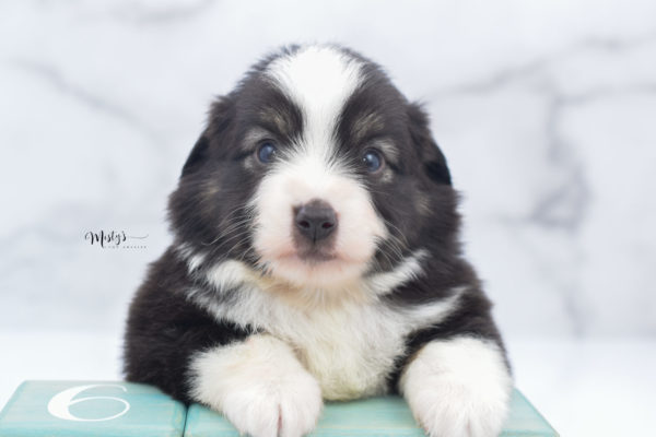 Mini / Toy Australian Shepherd Puppy Nuggie