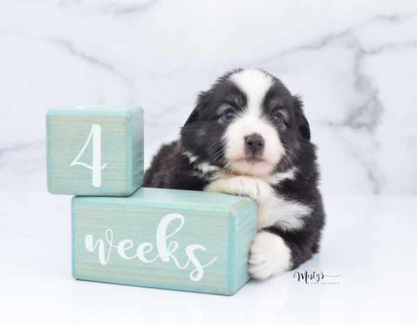 Mini / Toy Australian Shepherd Puppy Nuggie