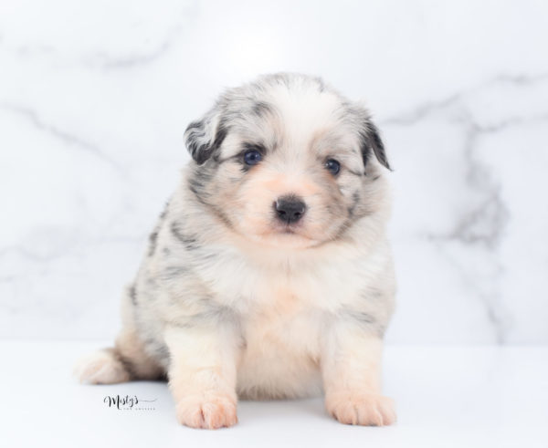 Mini / Toy Australian Shepherd Puppy Zelly