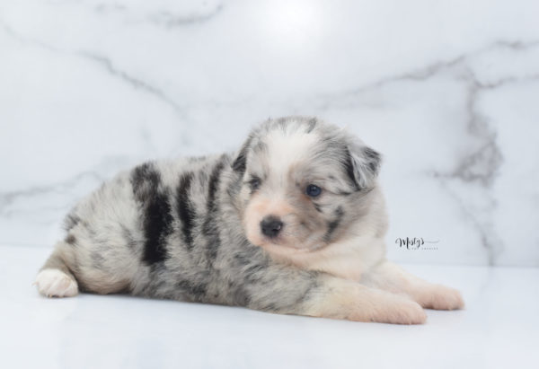 Mini / Toy Australian Shepherd Puppy Zelly