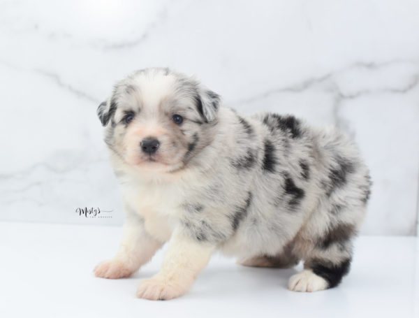 Mini / Toy Australian Shepherd Puppy Zelly