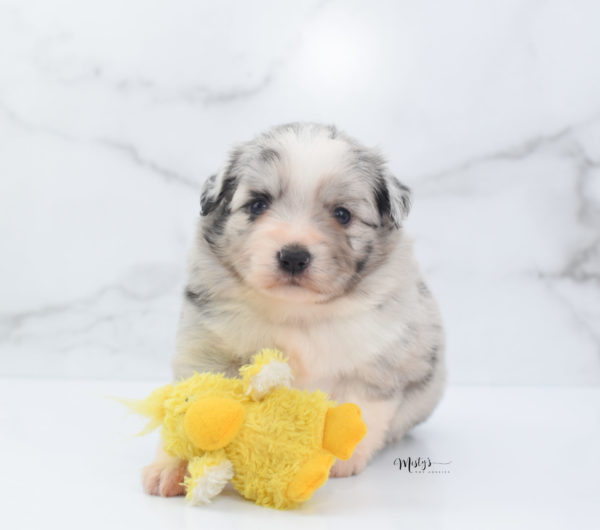 Mini / Toy Australian Shepherd Puppy Zelly